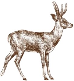 a deer standing on a white background.jpg